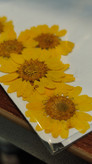 گل خشک بابونه